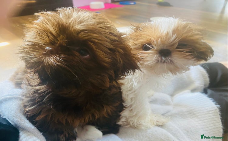 Shih Tzu dogs - Advert 4