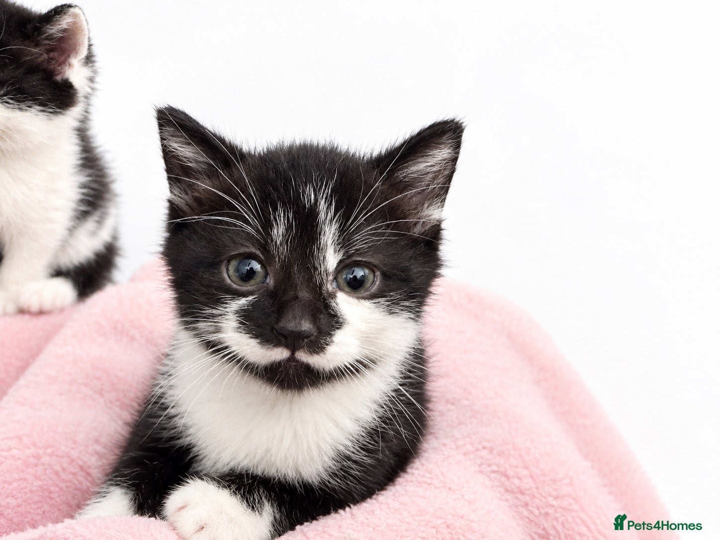 Mixed Breed cats for sale: 3 Male and 1 Female kitten - Advert 2