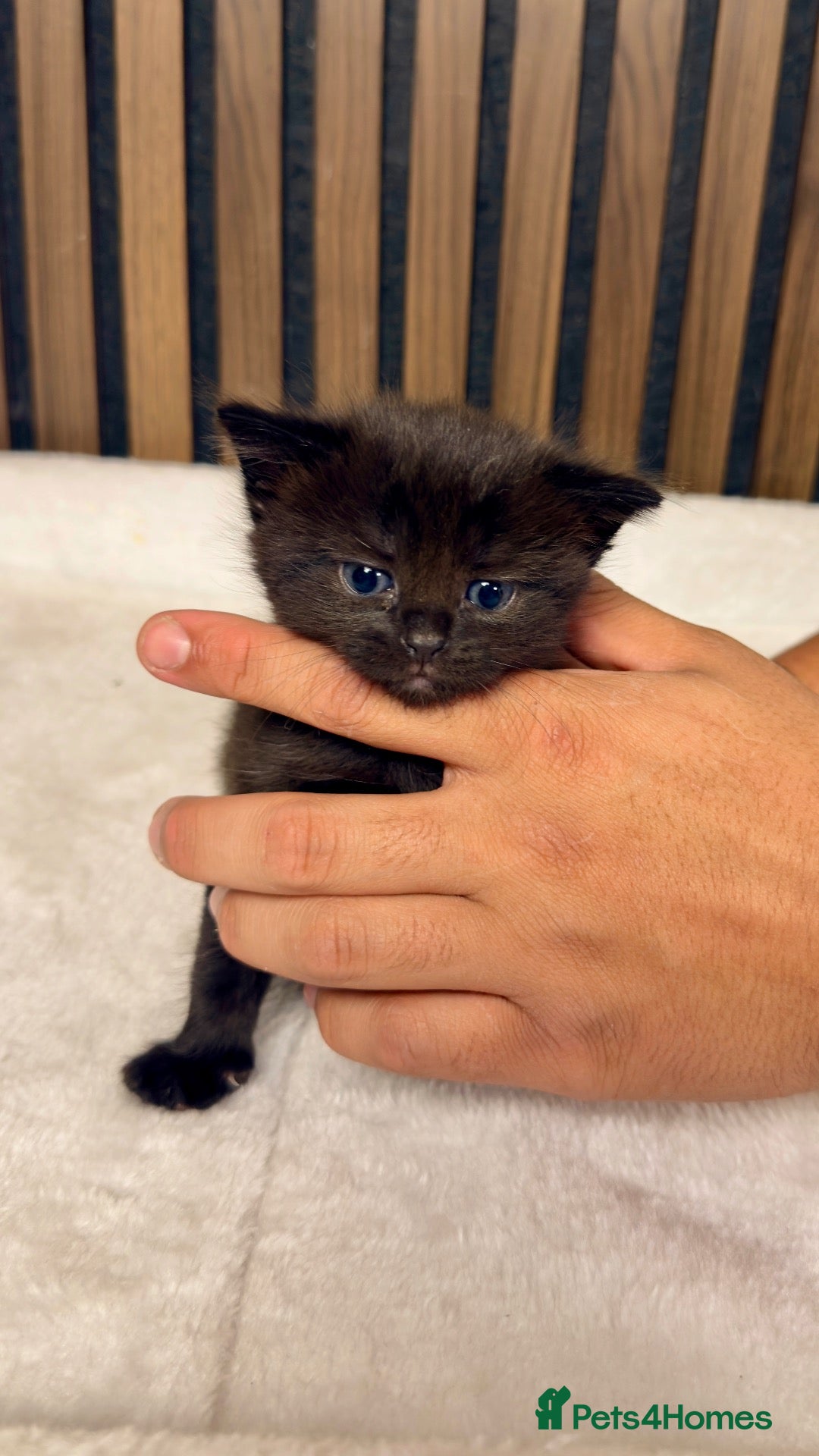 British Longhair cats Last 1 | Fluffy Black Female Kitten | Ready Now - Advert 2