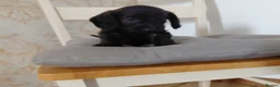 Doxiepoo dogs for sale: Daxiepoo puppies  - Advert 9