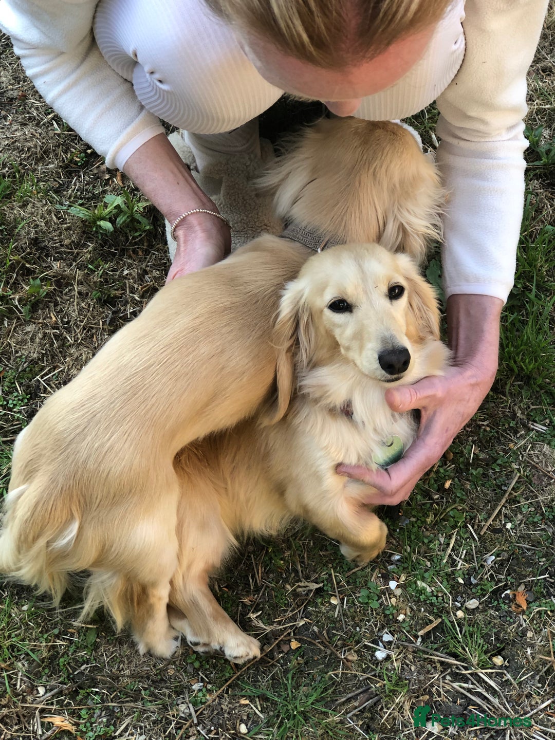 Miniature Dachshund dogs for sale: K.C Registered L/H Dachshund  - Image 15