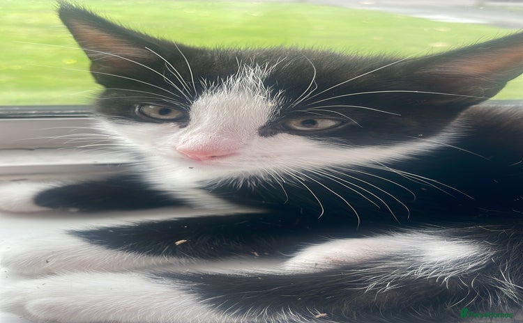 Domestic Shorthair cats - Advert 12