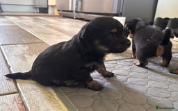Mixed Breed dogs for sale: Jackawawa - Image 19