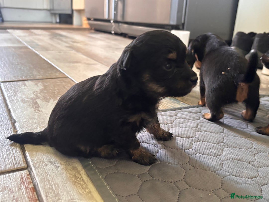 Mixed Breed dogs for sale: Jackawawa - Image 19