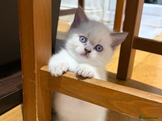 British Shorthair cats British Shorthair vs Scottish Fold - Advert 14