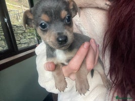 Jack Russell dogs ⭐️❤️jack russell pups blue merle ❤️⭐️ - Advert 13