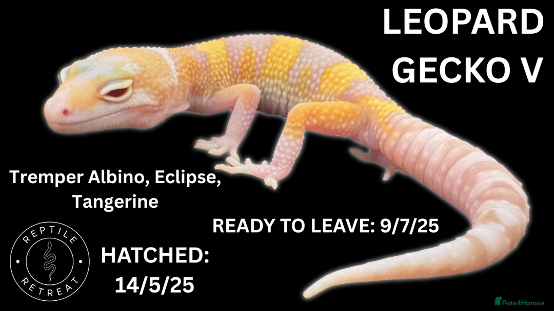 Leopard Gecko reptiles for sale: LEOPARD GECKOS AVAILABLE!! - NEW BABIES!! in Swadlincote - Image 7