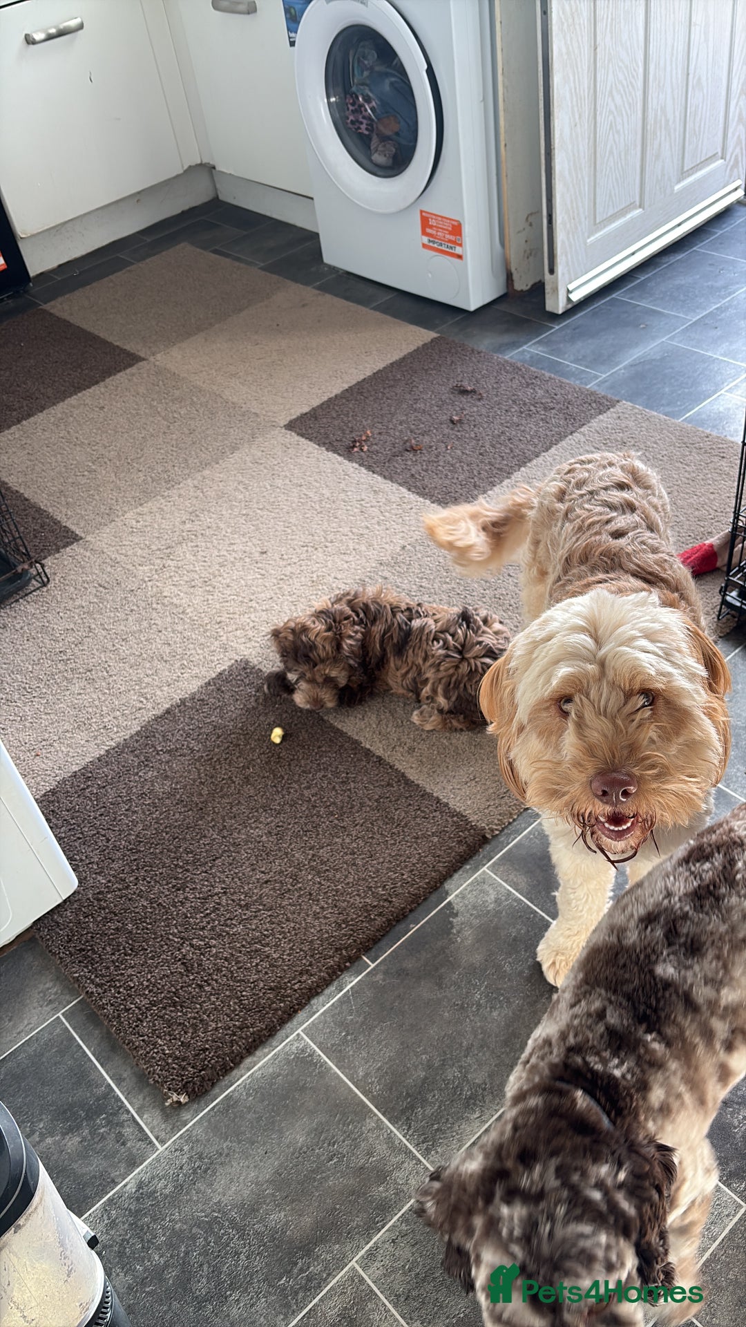 Cockapoo dogs for sale: Stunning F2 Chocolate Merle Cockapoo girl puppy - Image 2