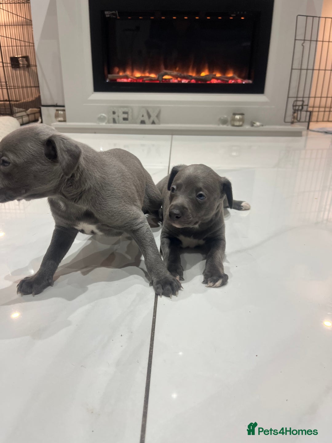 Whippet dogs for sale: Two blue whippets  - Advert 5