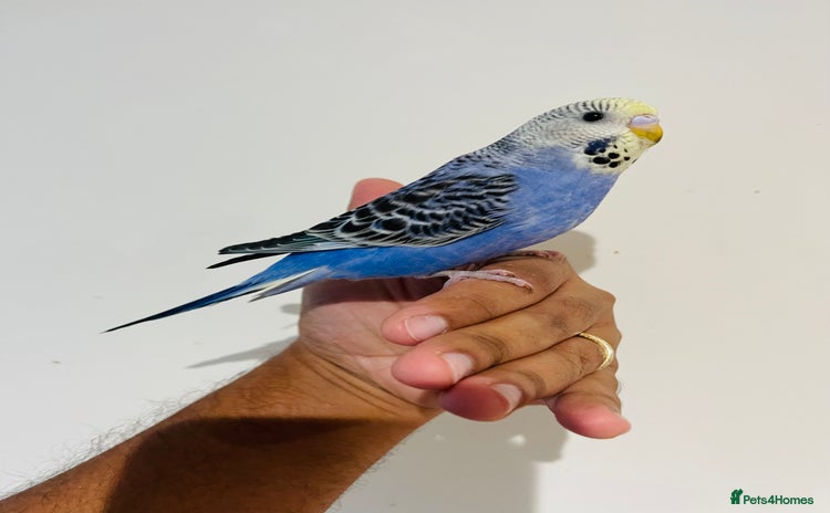 Budgerigars birds - Advert 1