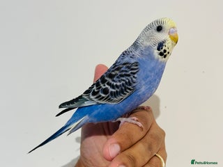 Budgerigars birds - Advert 12