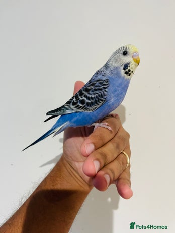 Budgerigars birds - Advert 1