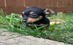 Mixed Breed dogs for sale: Mini Jack Russell X daxijack - Image 8