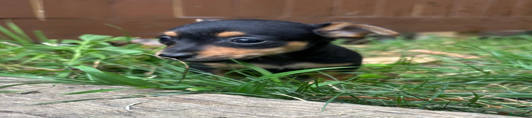 Pup 1 
