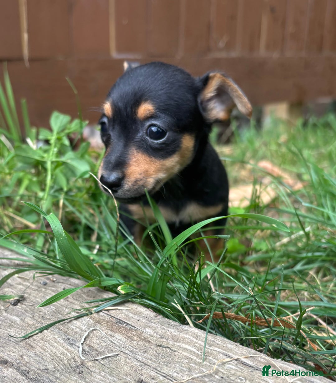 Mixed Breed dogs for sale: Mini Jack Russell X daxijack - Image 8