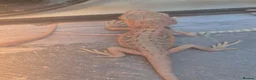 Bearded Dragon reptiles for sale: BeardedDragonsHighContrast HypoMorphsdoubleHetZero - Advert 4