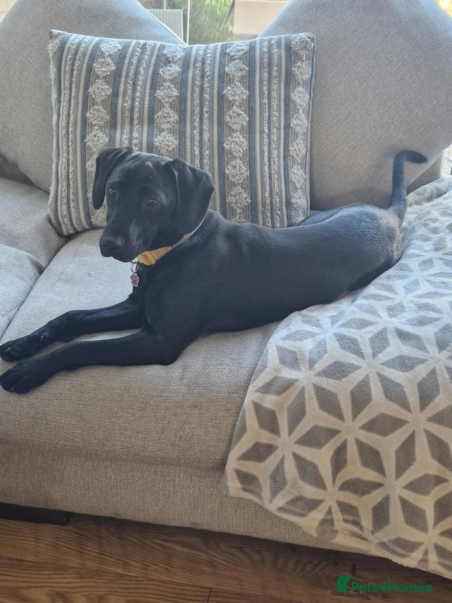 Mixed Breed dogs Penny 2 Yr Old Staff Bull Terrier x Spaniel - Advert 2