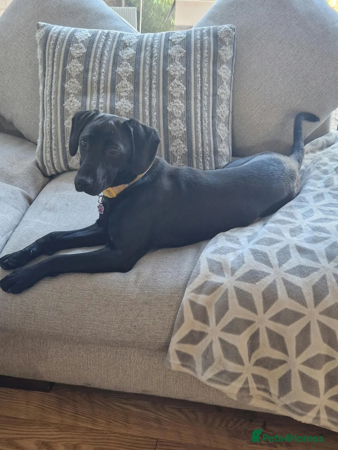 Mixed Breed dogs for sale: Penny 2 Yr Old Staff Bull Terrier x Spaniel - Advert 1