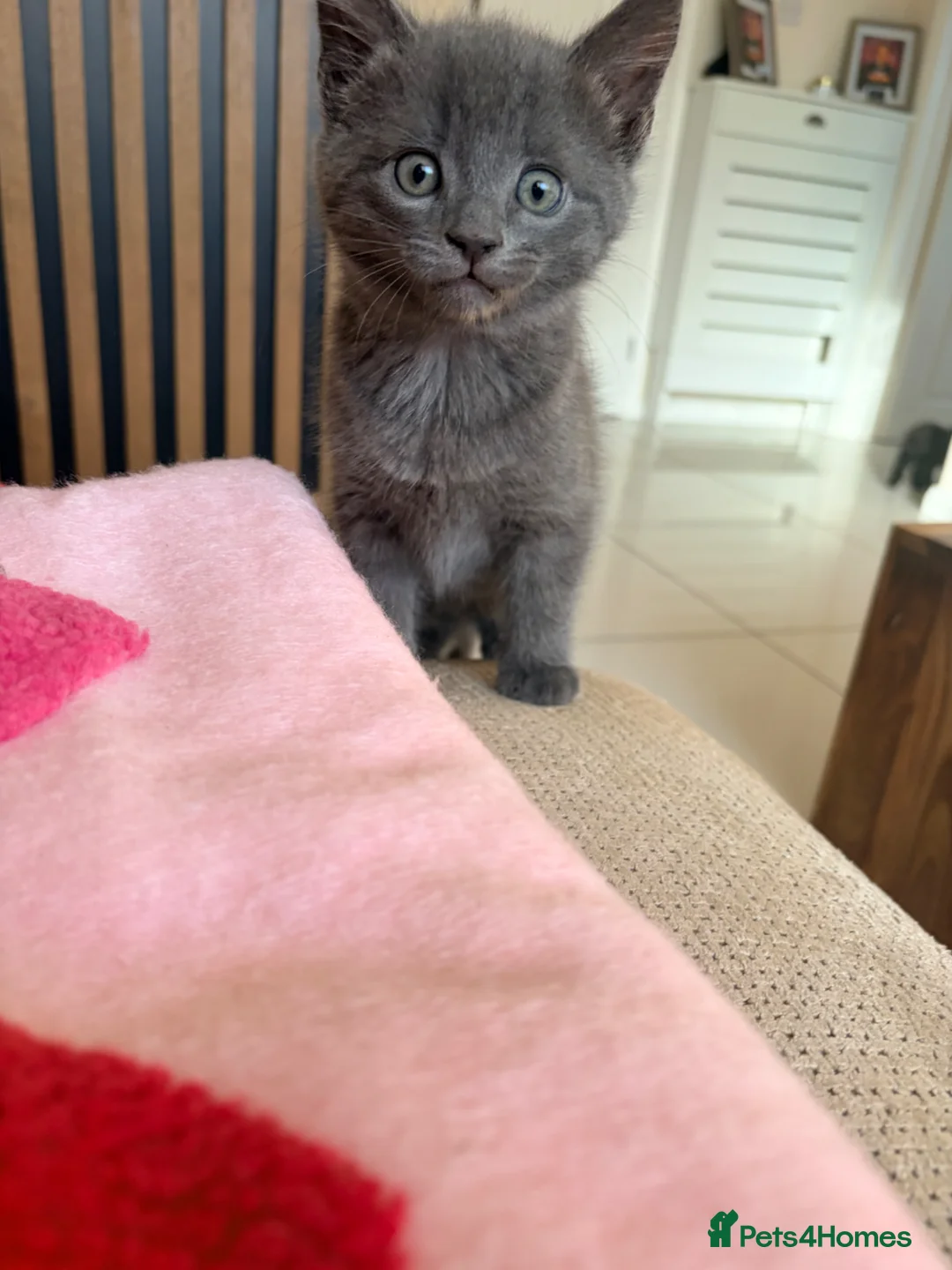 Mixed Breed cats for sale: 3 grey male kittens ready for a new loving home. - Advert 2