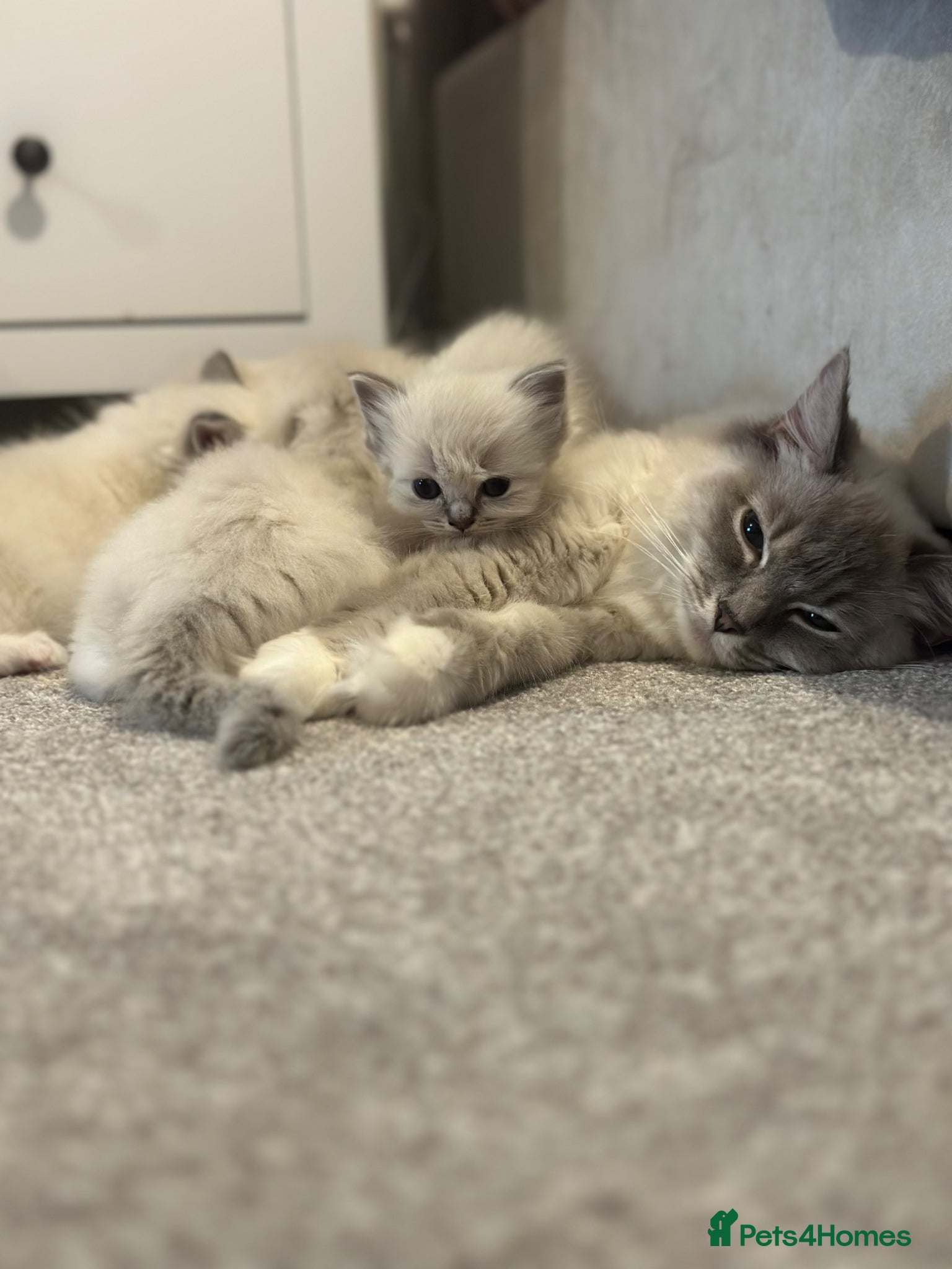 Ragdoll cats Beautiful Ragdoll Kittens - Advert 5