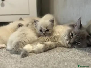 Ragdoll cats Beautiful Ragdoll Kittens - Advert 4