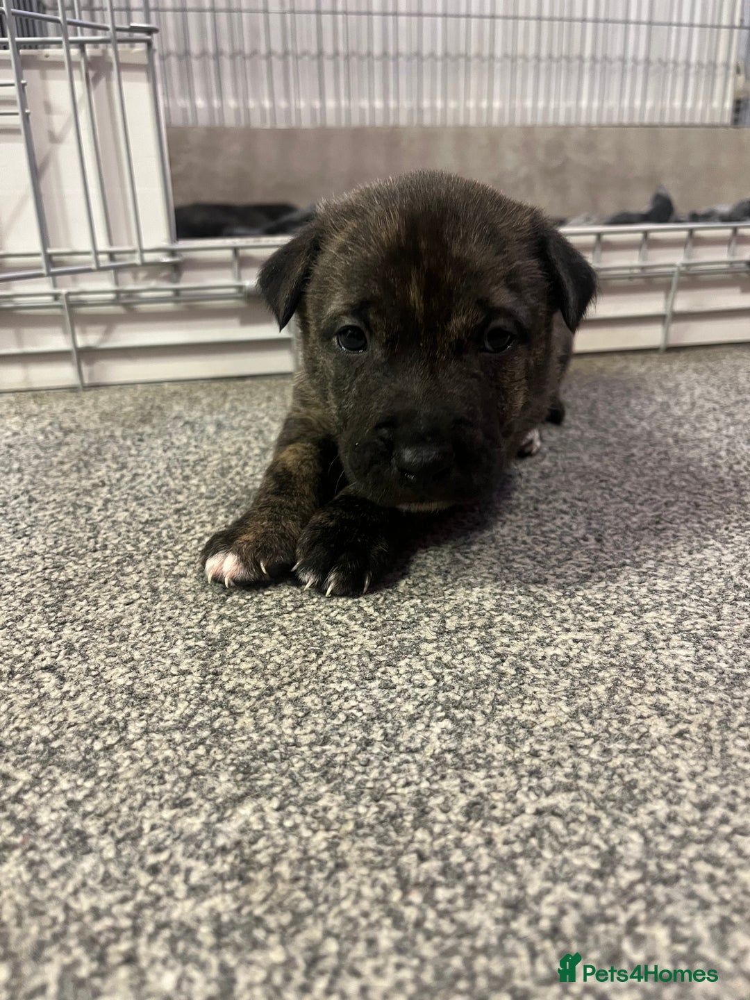 Mixed Breed dogs for sale: Lurcher x sharp pei - Advert 6