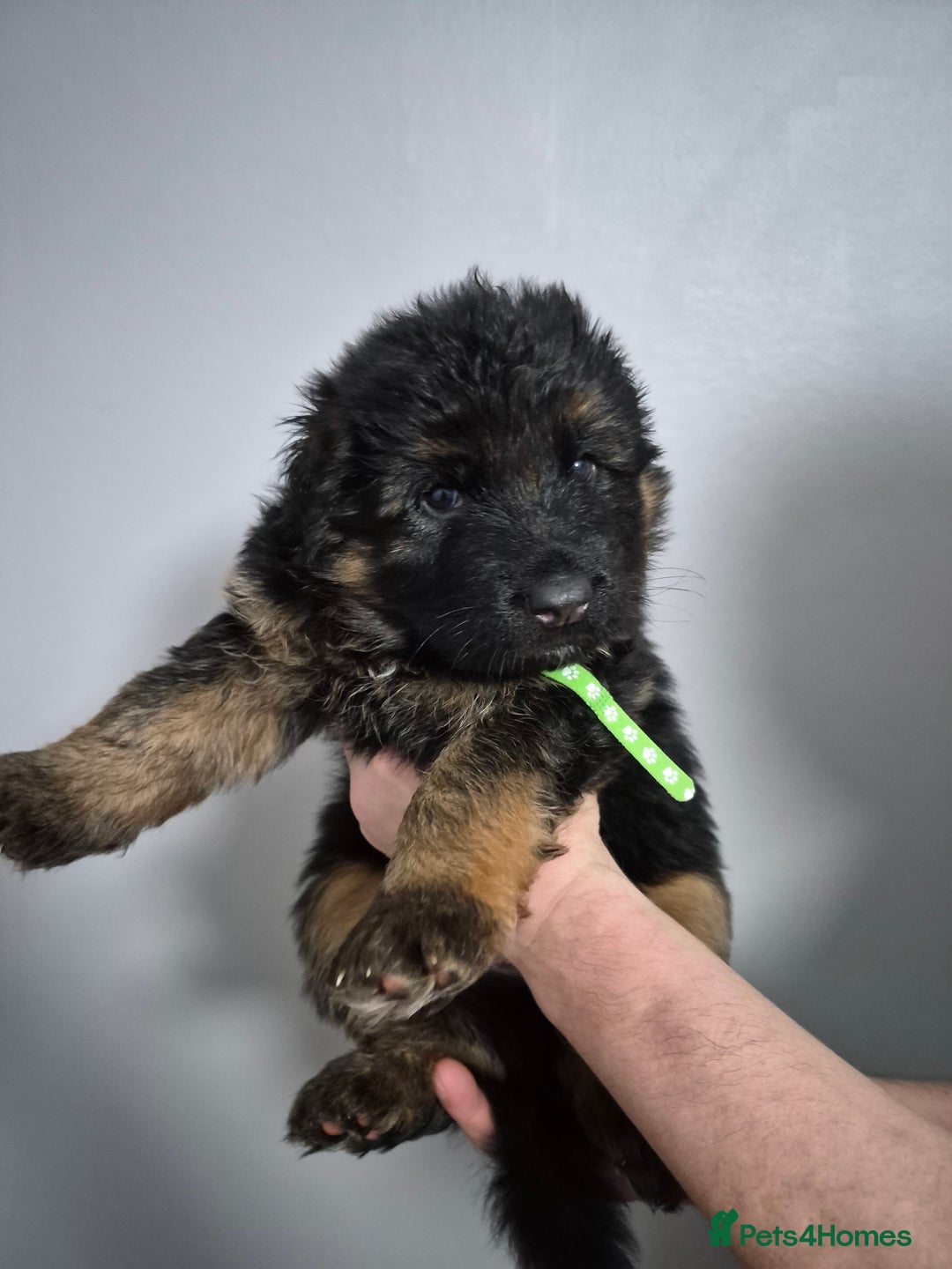 German Shepherd dogs for sale: German Shepherd  - Advert 9