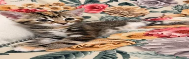 Domestic Shorthair 4