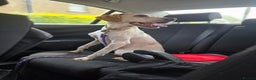 Mixed Breed dogs for sale: English pointer cross saluki/greyhound  - Advert 2