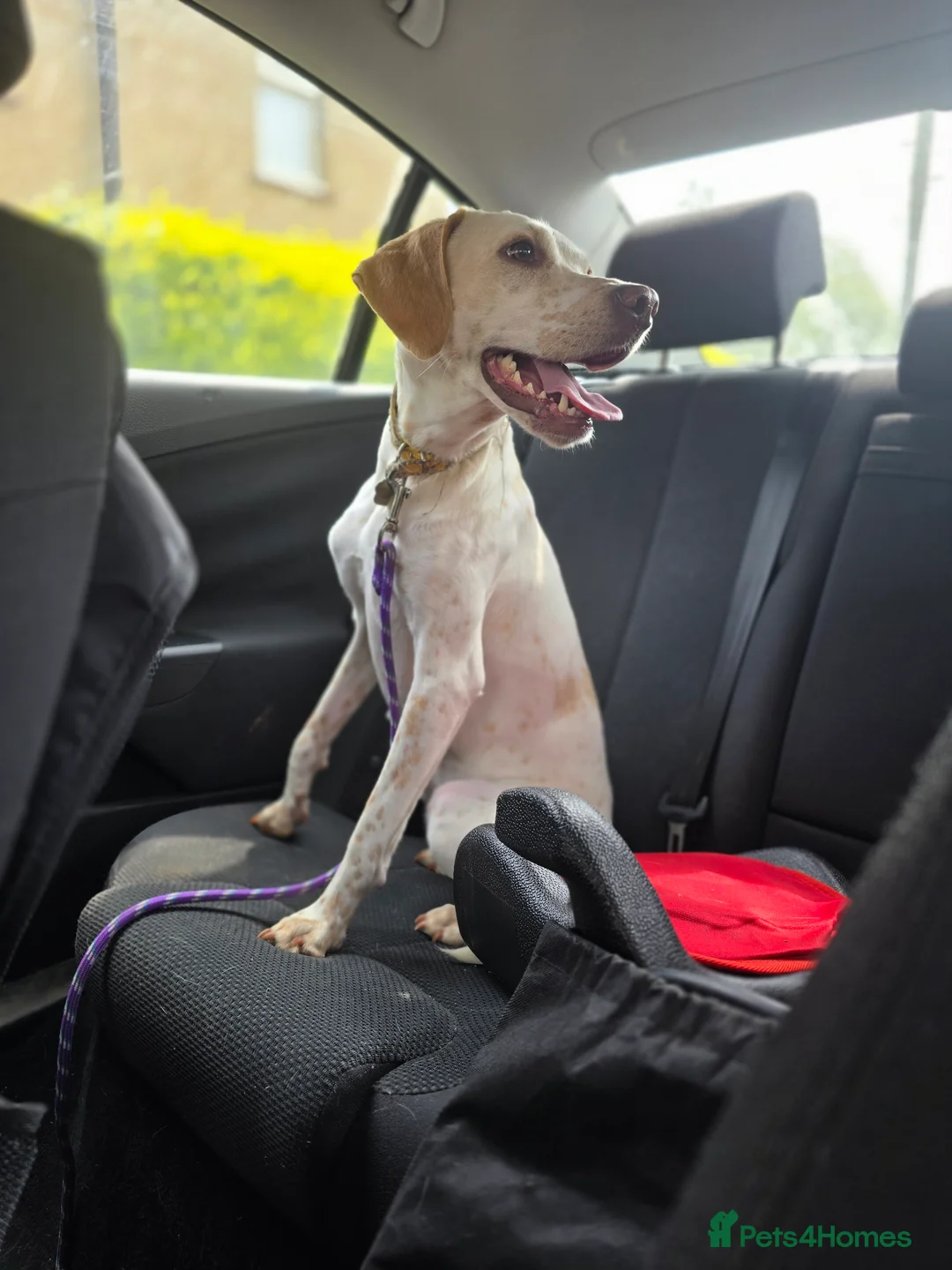 Mixed Breed dogs for sale: English pointer cross saluki/greyhound  - Advert 12