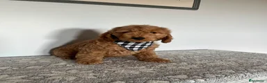 Cockapoo 3