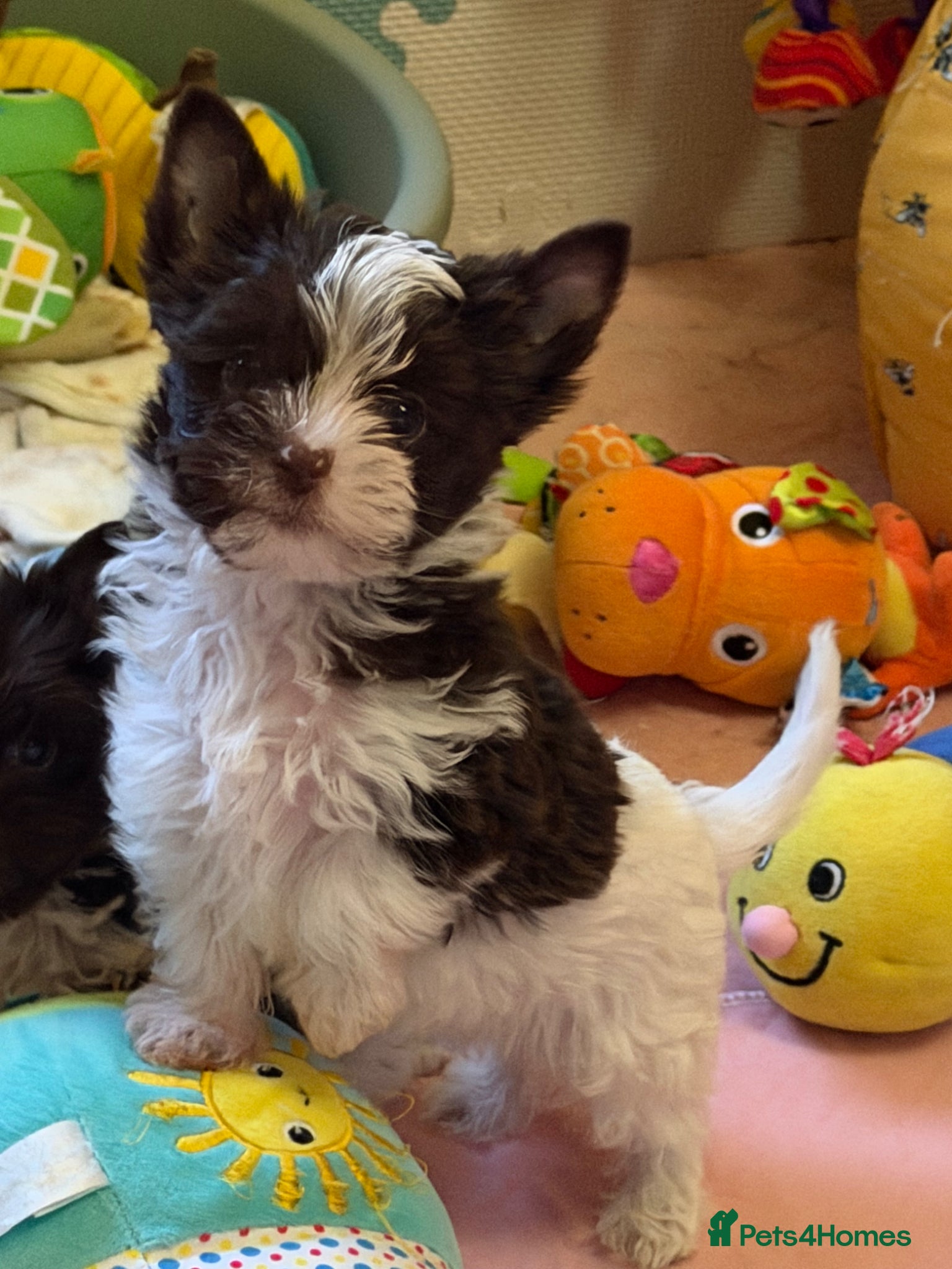 Yorkshire Terrier dogs Adorable Tiny Boys 🐾 Pedigree 🐾 - Advert 7