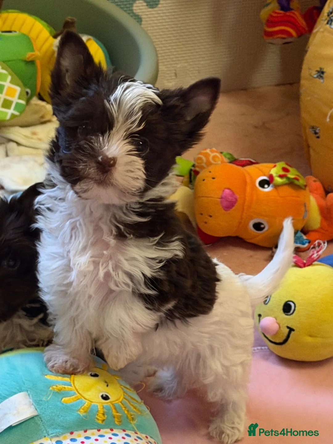 Yorkshire Terrier dogs for sale: Adorable Tiny Boys 🐾 Pedigree 🐾 - Advert 1