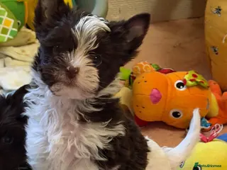 Yorkshire Terrier dogs Adorable Tiny Boys 🐾 Pedigree 🐾 - Advert 7