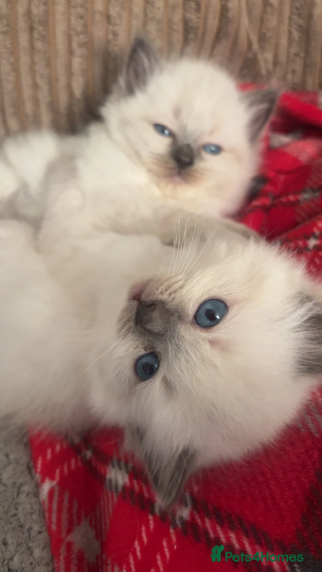 Ragdoll cats for sale: 1 female ragdoll kitten  - Advert 4