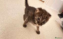 Savannah cats for sale: Stunning F3 Savannahs - Image 4