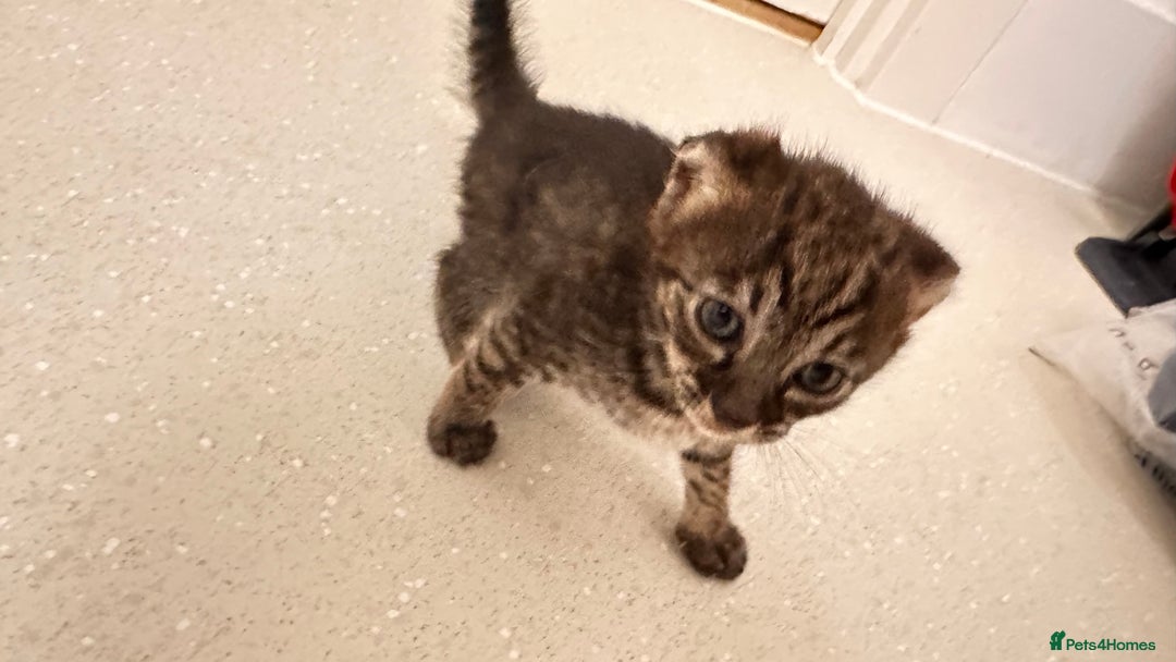 Savannah cats for sale: Stunning F3 Savannahs - Image 4
