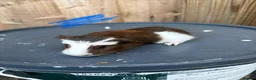 Guinea Pig rodents for sale: Guinea pigs to be reserved  - Advert 10