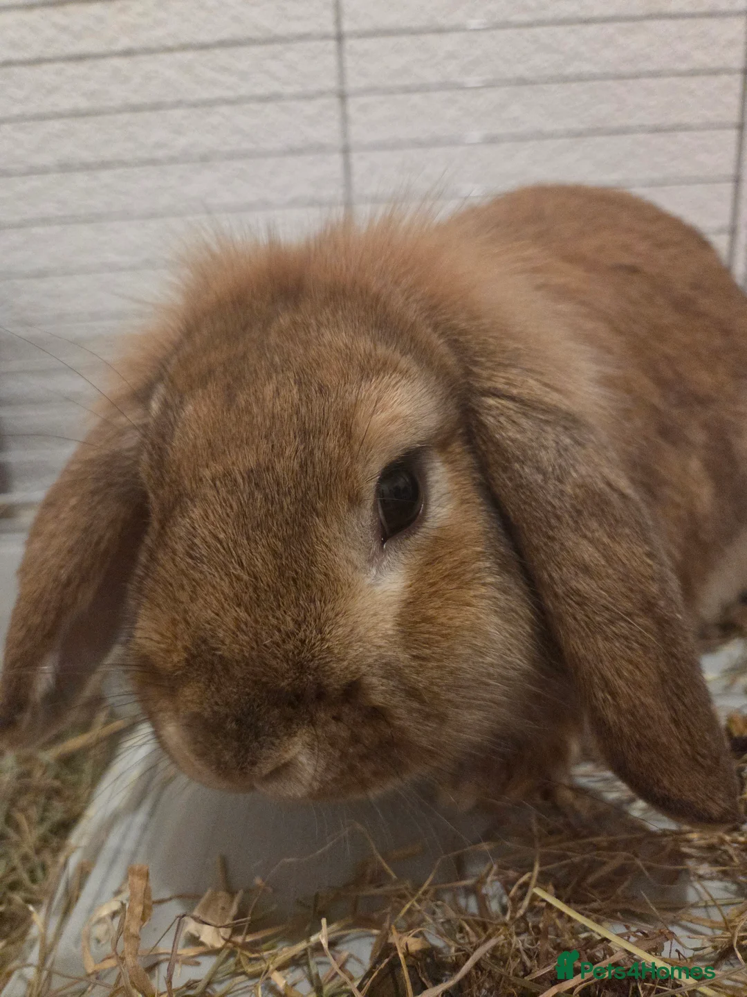 English Lop rabbits for sale: Lop bunny, named hovis - Advert 2
