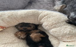 Yorkshire Terrier dogs for sale: Mini Yorkshire terrier puppies  - Image 7