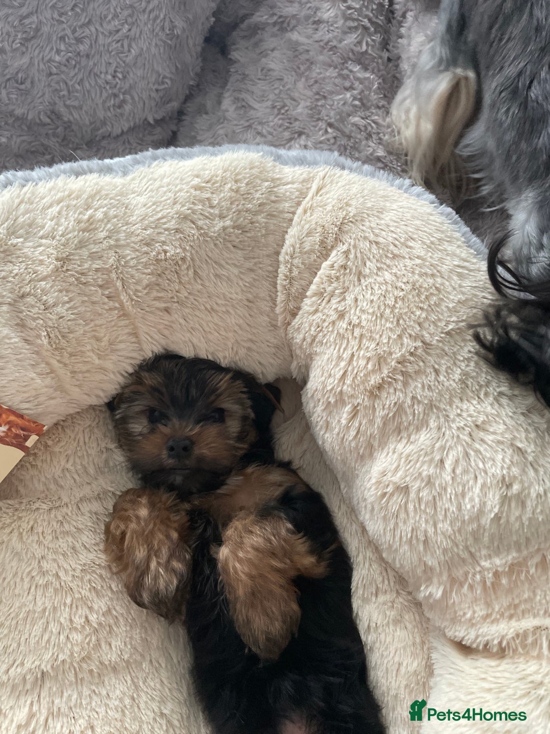 Yorkshire Terrier dogs for sale: Mini Yorkshire terrier puppies  - Image 7