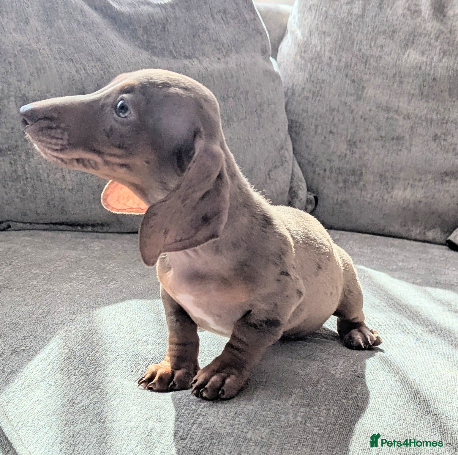 Miniature Dachshund dogs Miniature dachshund puppies  - Advert 5