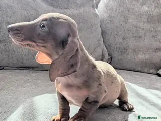 Miniature Dachshund dogs Miniature dachshund puppies - Advert 5
