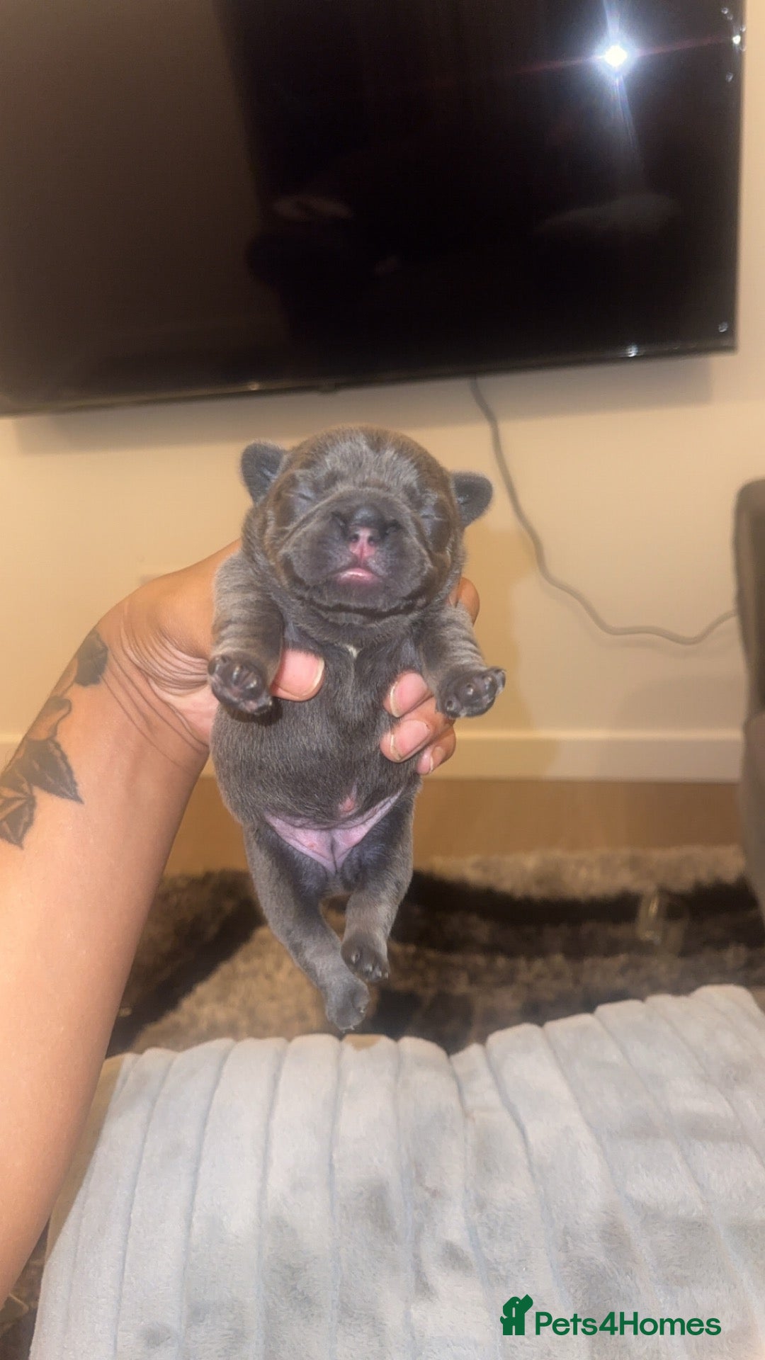 French Bulldog dogs 4 French Puppies - French Bulldog - Lilac / Tan  - Advert 14