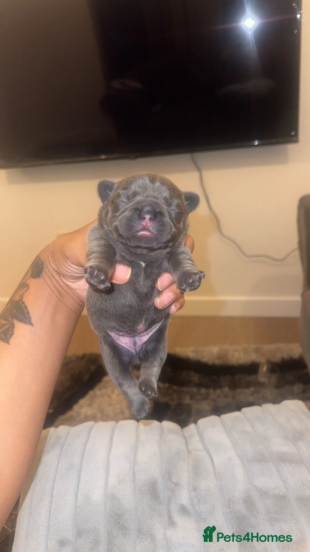 French Bulldog dogs for sale: 4 French Puppies - French Bulldog - Lilac / Tan  - Advert 1