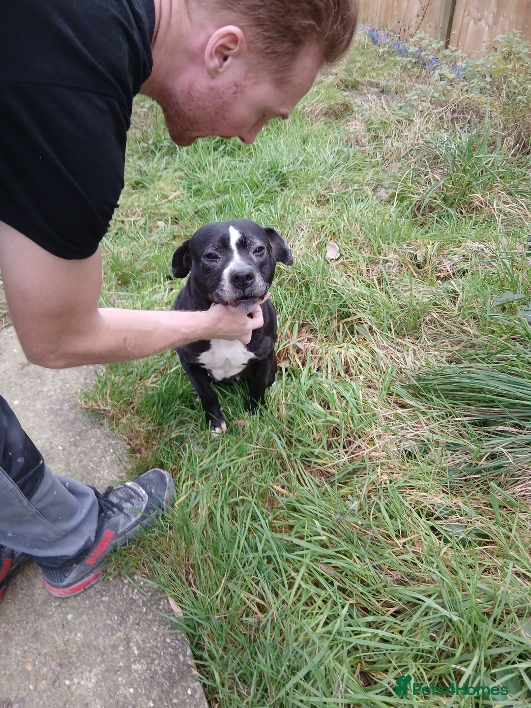 American Bulldog dogs for sale: American Bull Dog - Advert 3