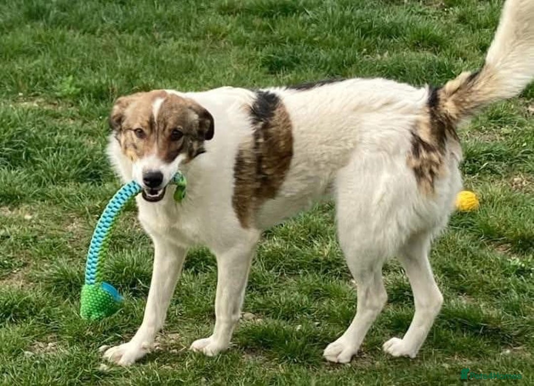 Mixed Breed dogs for adoption: Eddie - Norwich Norfolk  - Image 2