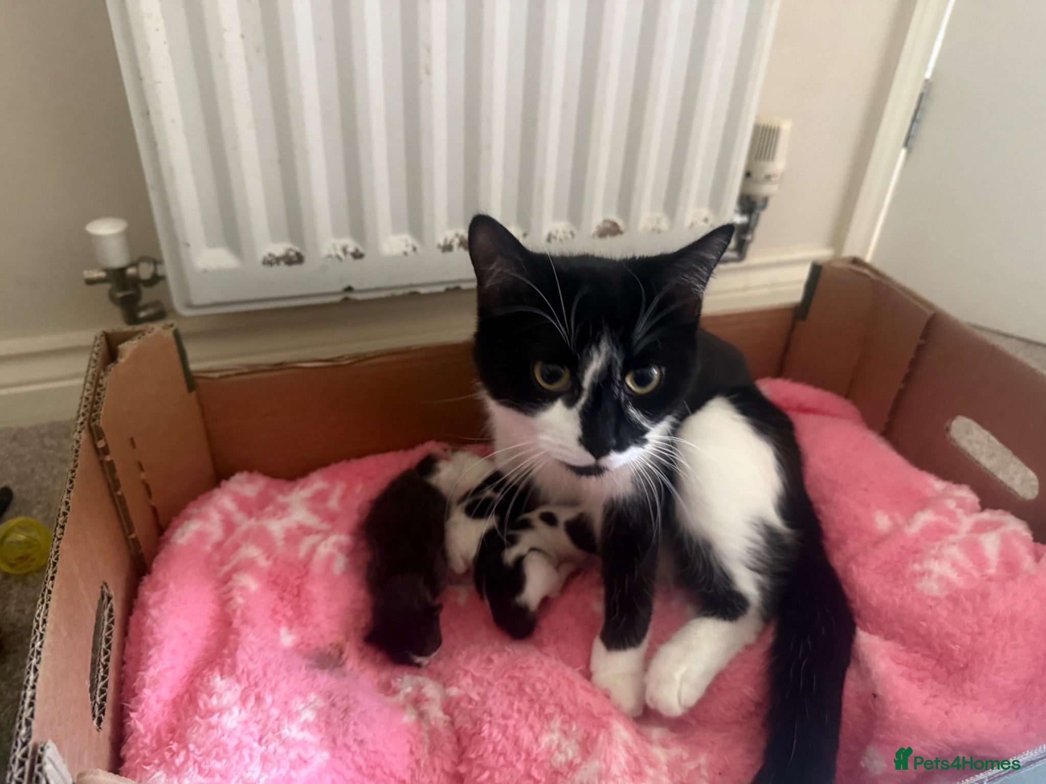 Mixed Breed cats Kittens for sale - Advert 3