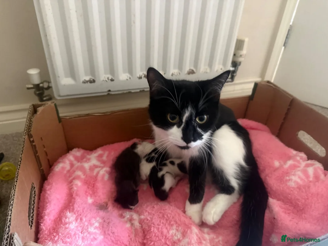 Mixed Breed cats for sale: Kittens for sale - Advert 1