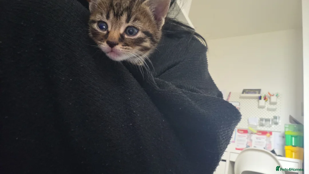 Mixed Breed cats for sale: Kitten - Advert 2